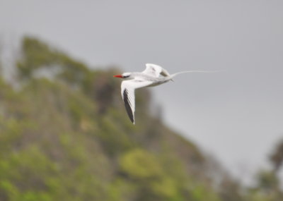 Red-billed Tropicbird
soaring off Little Tobago island
