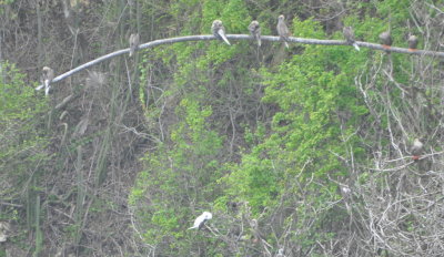 Roosting Red-footed Boobys