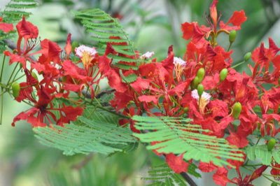 Red flowers on tree on grounds at Blue Waters Inn, Tobago