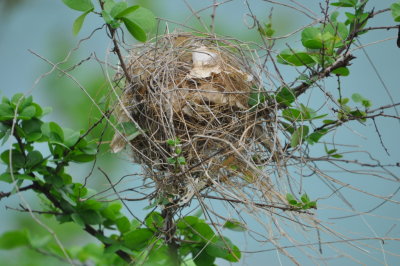 Bananaquit nest