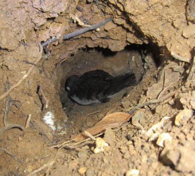 Immature Audubon's Shearwater in its nest hole