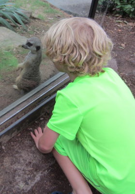 Pierce tries to get the meerkat's attention.