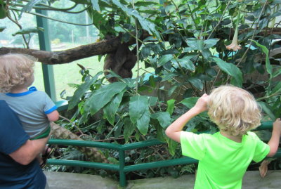 Max and Pierce watching the sloths