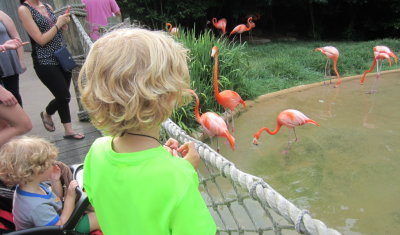 There were also flamingos.