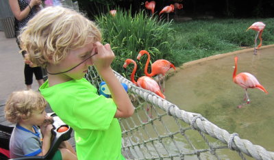 Max, Pierce and flamingos