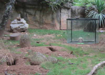 On the way back to the entrance, Pierce tried out the in-the-exhibit viewing spot at the meerkat exhibit.