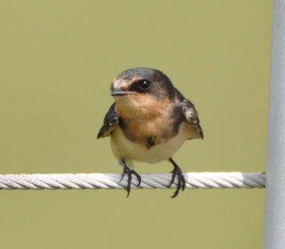 Birding in OKC, July 8, 2016