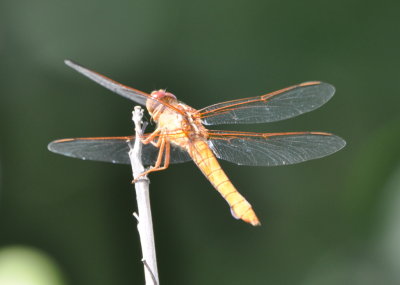 Female Neon Skimmer