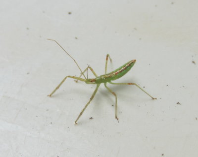 Pale Green Assassin Bug nymph
Zelus luridus
This critter was on the old plant cart--maybe when we brought it back into the house, or when we brought in some plants from outside.