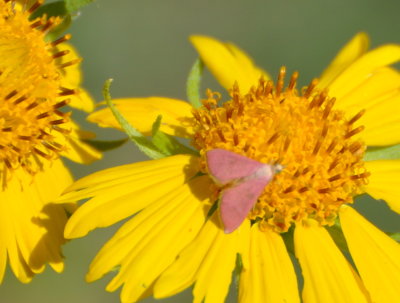 Southern Pink Moth
Pyrausta inornatalis