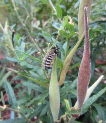 Milkweed Tussock Moth caterpillar on Butterfly Weed at a home on Butterfly Garden Tour.