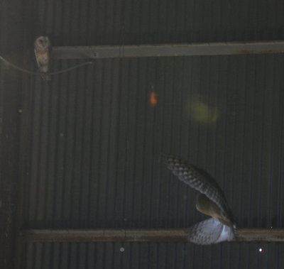 Two of five Barn Owls we stirred at the cotton gin at the south edge of Hackberry Flat WMA.  