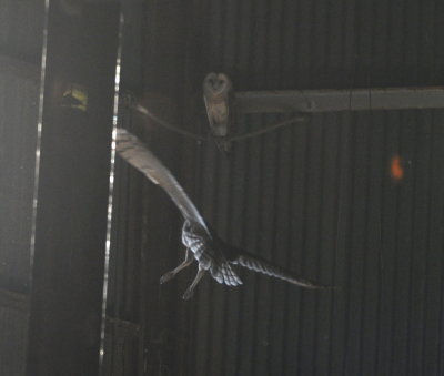 Barn Owls at the cotton gin at Hackberry Flat WMA