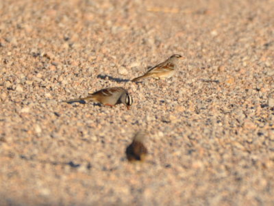 White-crowned Sparrows on the road next to the barn on Highway 54