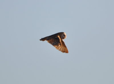 Barn Owl