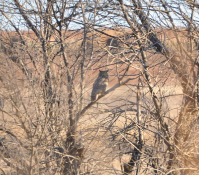Great Horned Owl in a copse southeast of the barn on Highway 54