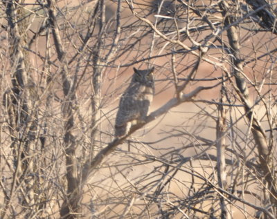 Great Horned Owl