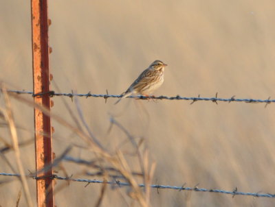 As we left to head home, we saw one more Savannah Sparrow on the fence along the road.