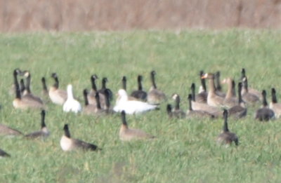 We saw 100s of geese landing in a field on the north side of Hwy 5.