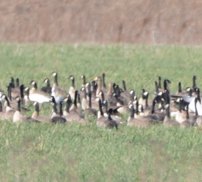 There were a couple of Greater White-fronted Geese in the mix.