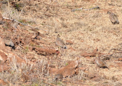 Northern Bobwhites on the north side of Hwy 5, E of Hackberry Flat WMA