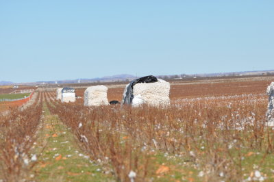 Just a few of the dozens of loads of cotton in the fields around Hackberry Flat WMA