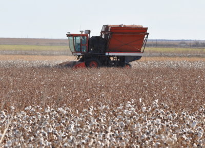 Cotton picking machine in progress on the border of the WMA