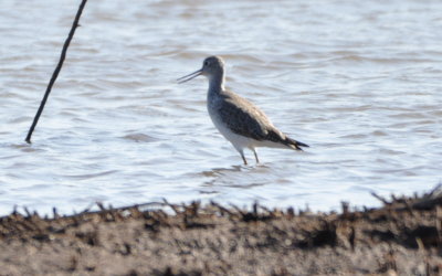 Greater Yellowlegs at the north edge of the WMA reservoir