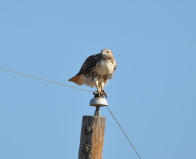 One of many Red-Tailed Hawks we saw this day
On the north side of the WMA reservoir
In several places where we stopped, we spied cotton rats, their preferred food.