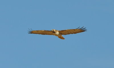 Red-tailed Hawk still soaring