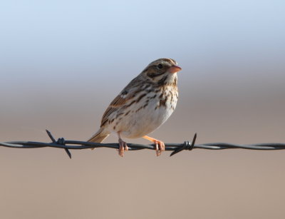 Savannah Sparrow
Pinkish bill; short, notched tail
We saw many--10-20
