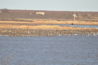 From the observation deck on the south side of the reservoir,
we saw many geese on the north shore.