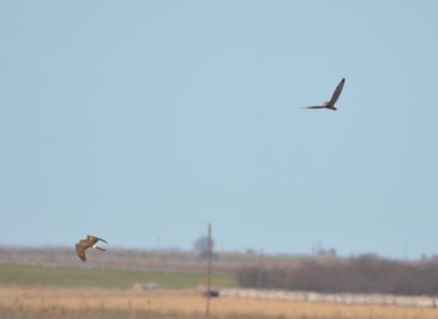 Two of the many Short-eared Owls
we saw north of the visitor center