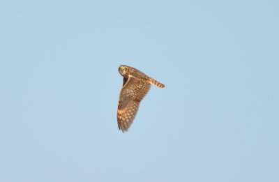 Short-eared Owl at Hackberry Flat WMA