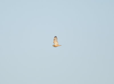 Short-eared Owl
Hackberry Flat WMA