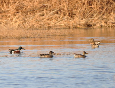 Male and female Northern Shovelers
