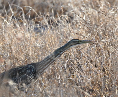 Second of three American Bitterns
at Hackberry Flat WMA