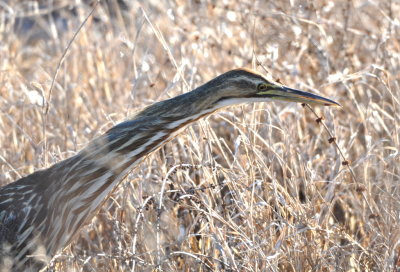 American Bittern