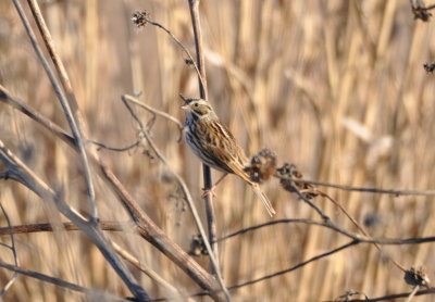 Savannah Sparrow
at the base of the east observation tower
Hackberry Flat WMA