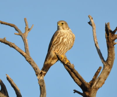 Female Prairie Merlin
at cotton gin south of Hackberry Flat WMA