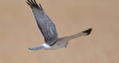 Male Northern Harrier
gliding over a field at Hackberry Flat WMA