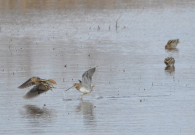 Three of six Wilson's Snipes
in a pond on the east side of Hwy 54