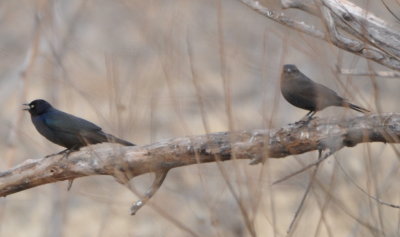 Male and female Brewer's Blackbirds
among a flock of mostly-female Red-winged Blackbirds