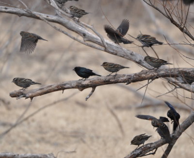 Brown-headed Cowbird
among female Red-winged Blackbirds