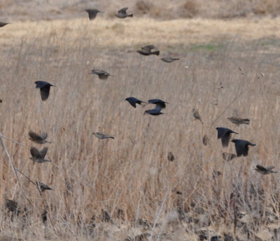 Male Brown-headed Cowbirds and 
female Red-winged Blackbirds