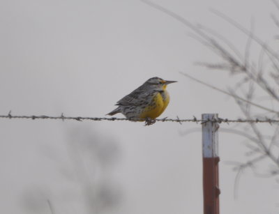 Meadowlark--
when we get one to stand still, we take a lot of photos