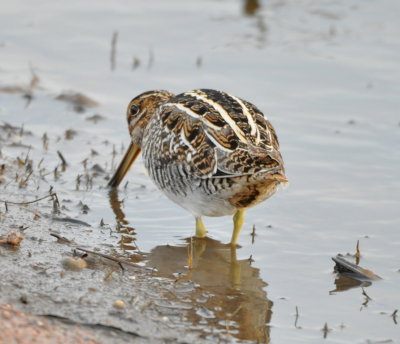 Lone Wilson's Snipe
on the north shore of the
Hackberry Flat WMA reservoir
