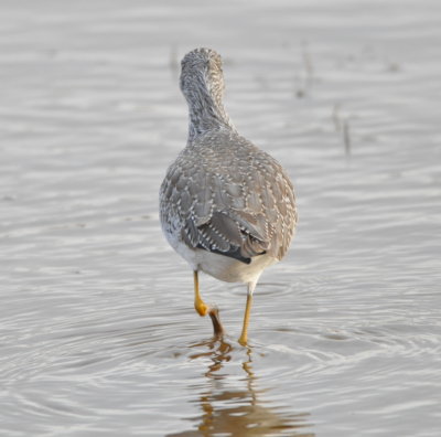 Greater Yellowlegs
back feather pattern