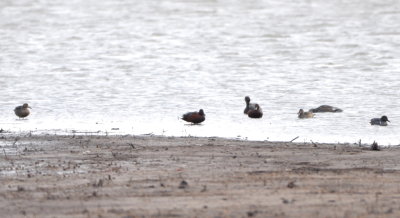 Two pairs of Cinnamon Teal, a Green-winged Teal
and two other ducks
North side of Hackberry Flat WMA reservoir