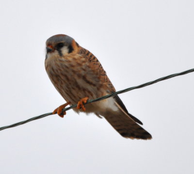 When we got back on Hwy 5 to head home,
this colorful American Kestrel watched us leave.